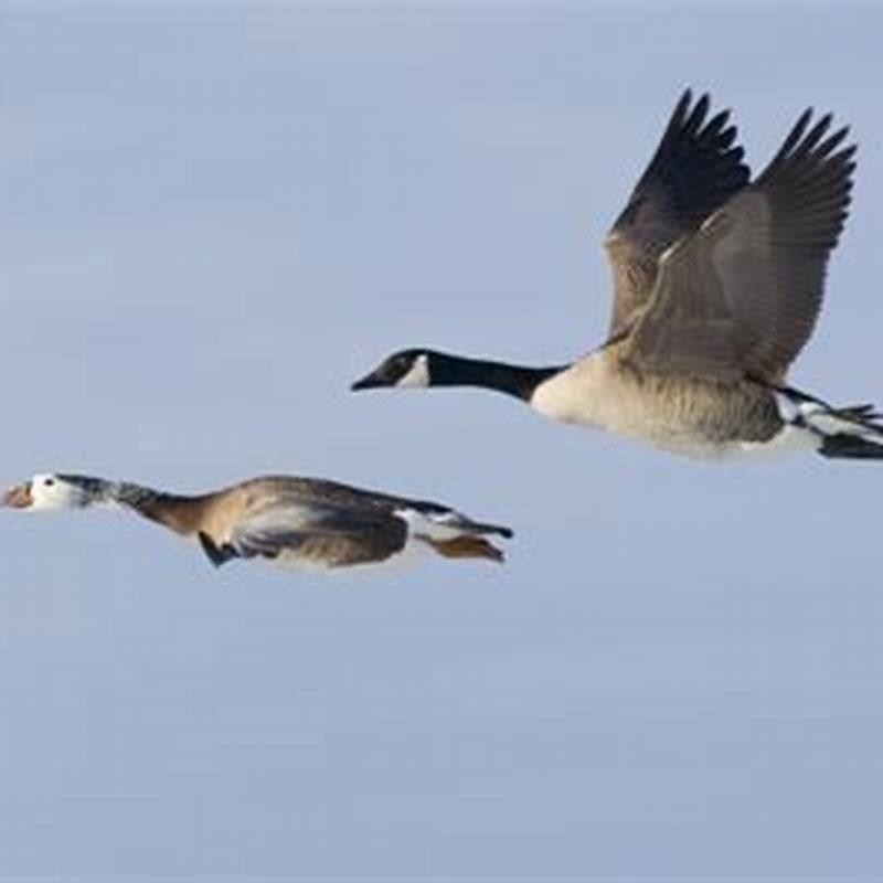 How long does it take for birds to fly south?