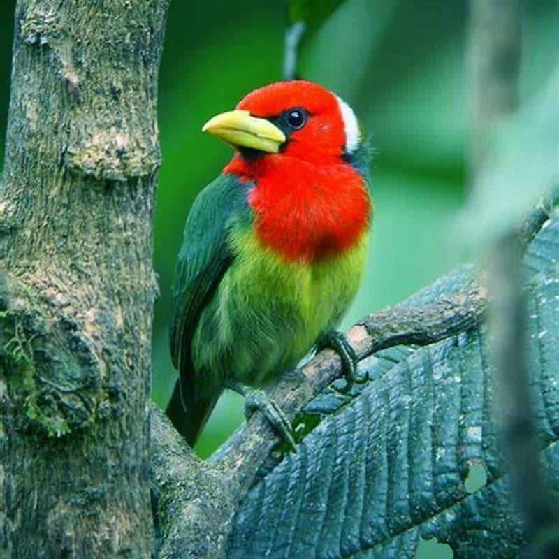 How long does red birds live?