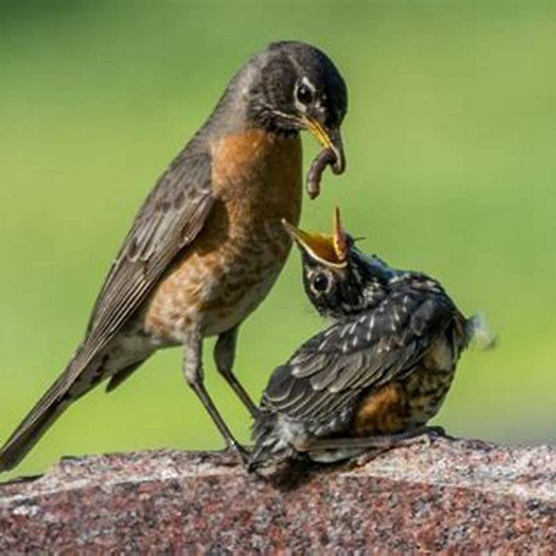 How long will a mother bird leave her nest?
