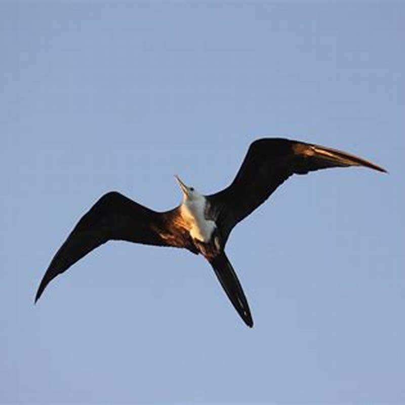 How many birds can sleep while flying? - DIY Seattle