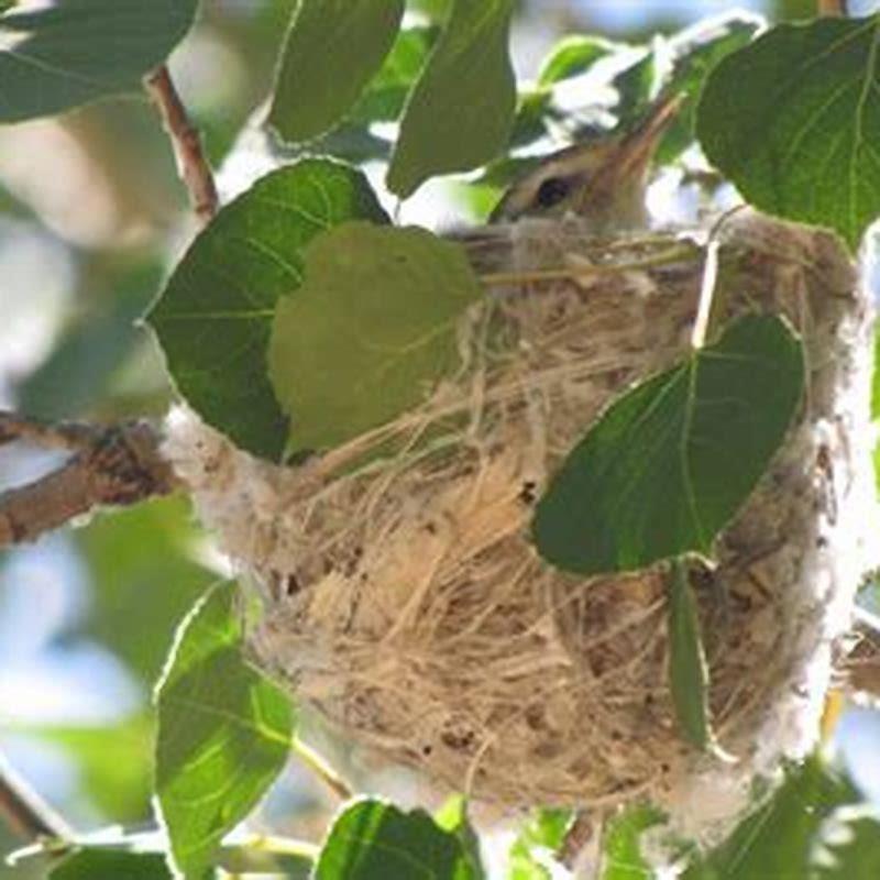 How many eggs does a warbling vireo lay?