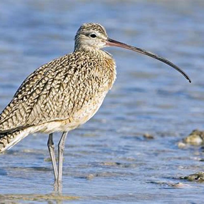 How many Eskimo curlew are left?