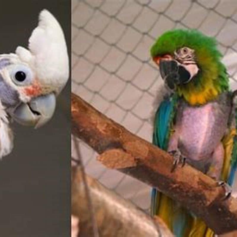 How many parrot are left in the world?