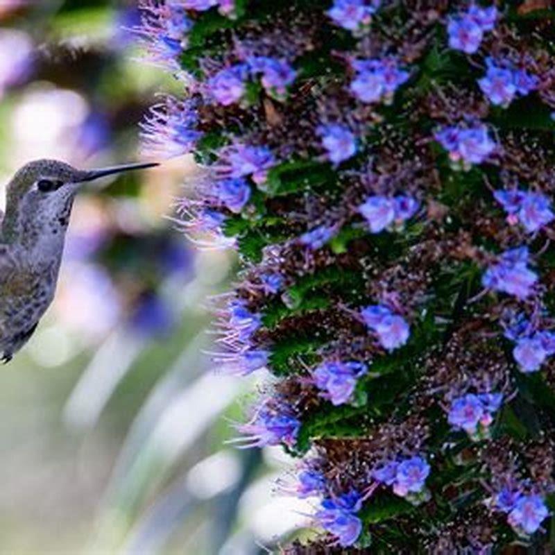 How many species of birds can fly backwards?