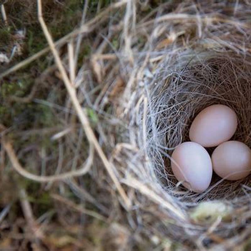 How many times a season do birds lay eggs?