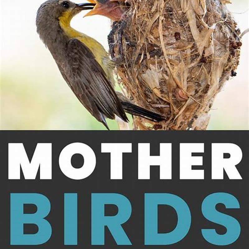 How often do mother birds feed their babies?