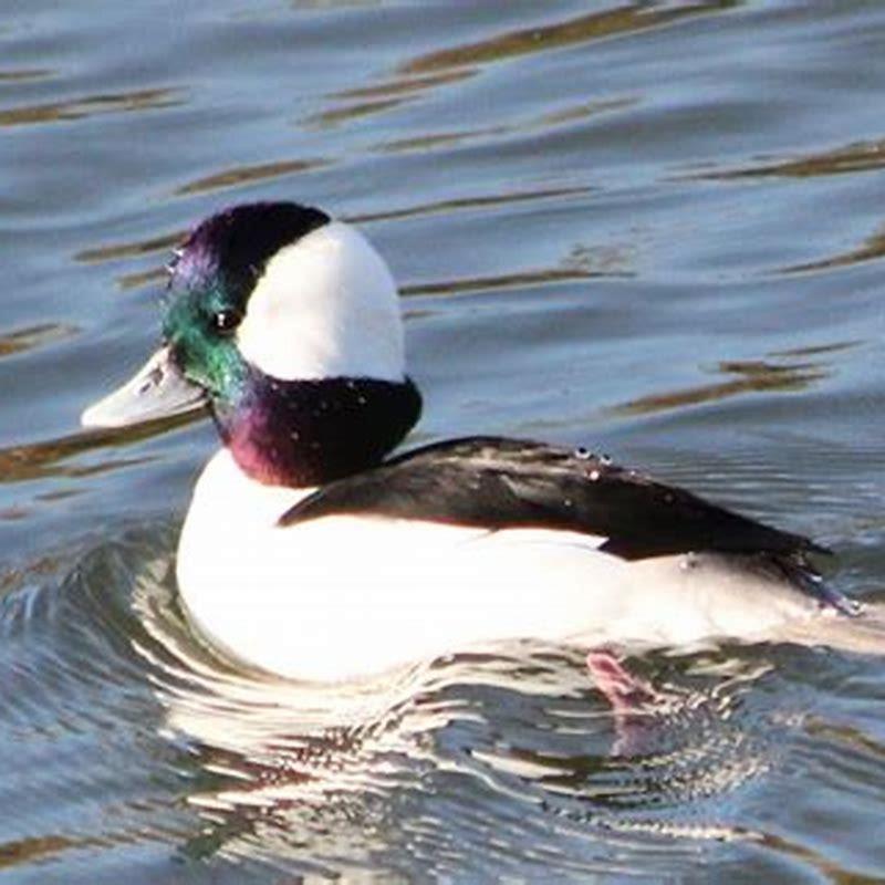 How rare is a bufflehead?
