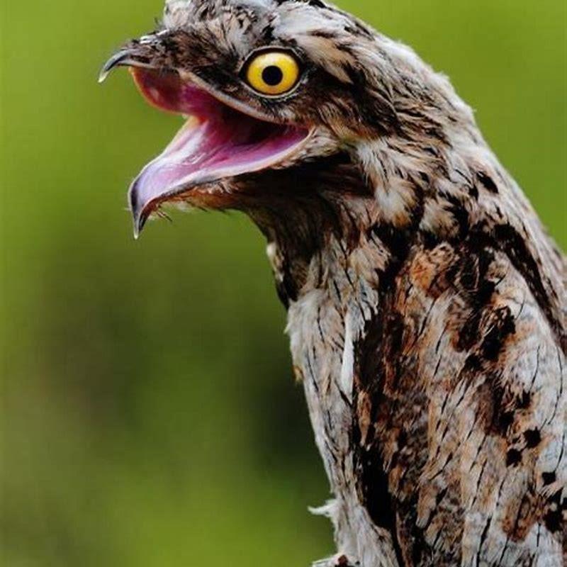 How rare is a potoo bird?