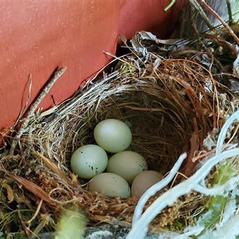 In which month birds lay eggs? DIY Seattle
