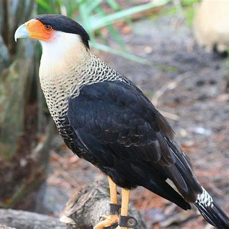 Is a Crested Caracara a raptor? - DIY Seattle