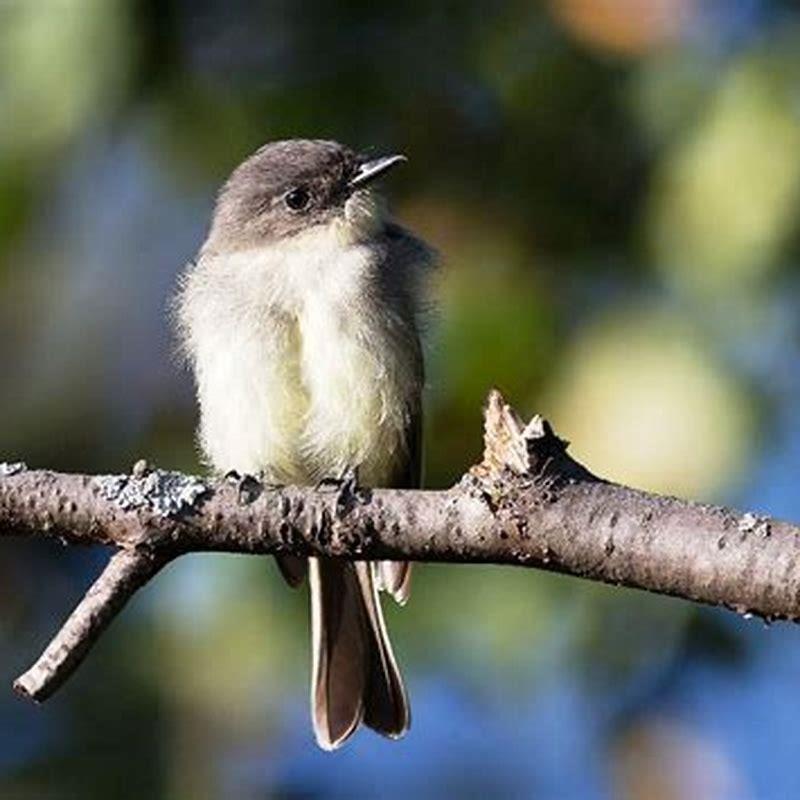 Is a Eastern Phoebe endangered?