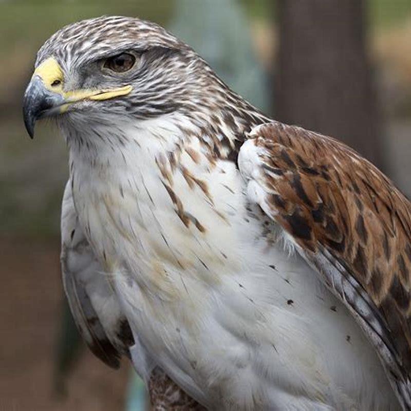 Is a Ferruginous Hawk an eagle?