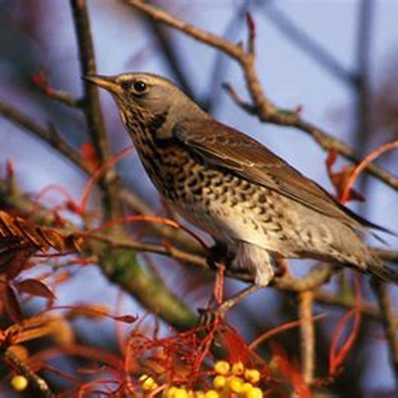 Is a fieldfare bigger than a blackbird?