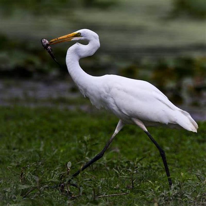 Is a great egret a heron?