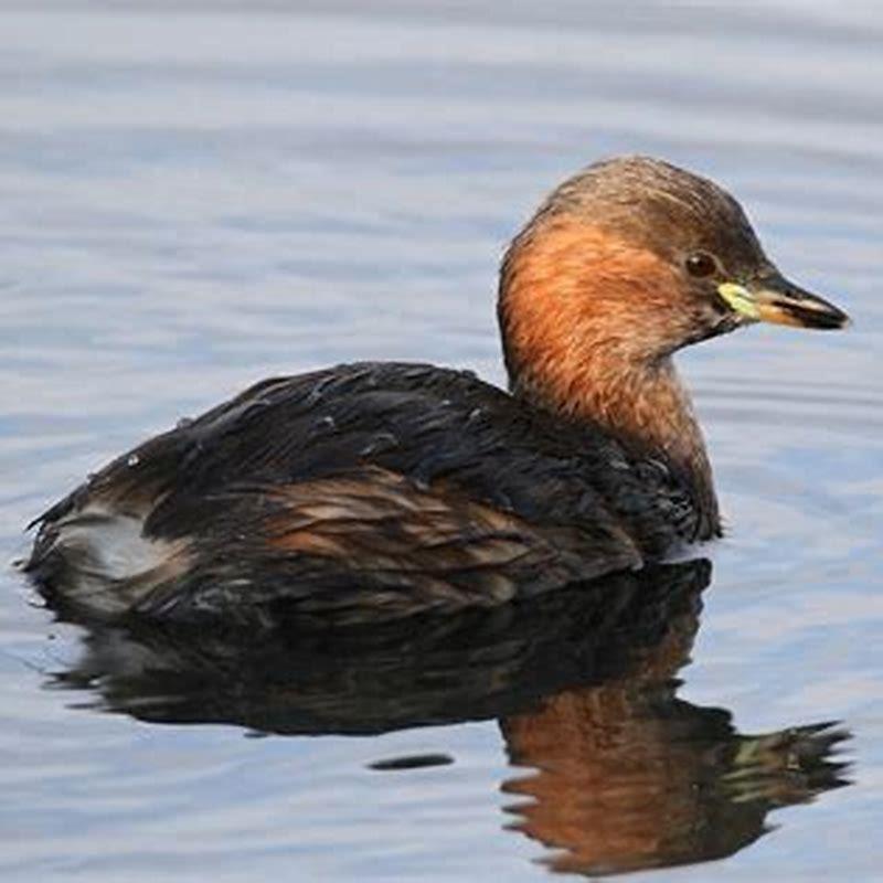 Is a grebe a duck?