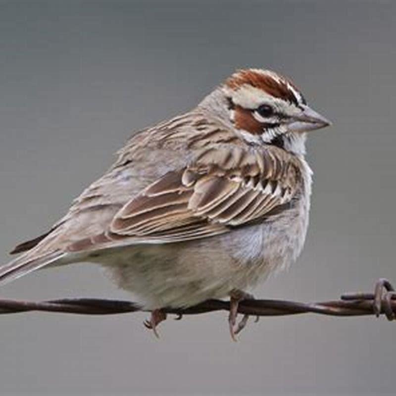 Is a lark a sparrow?