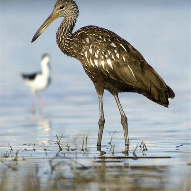 Is a Limpkin a bird of prey?