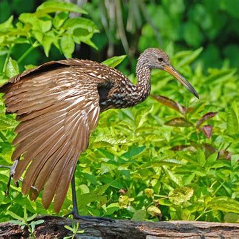 Is a Limpkin a carnivore?