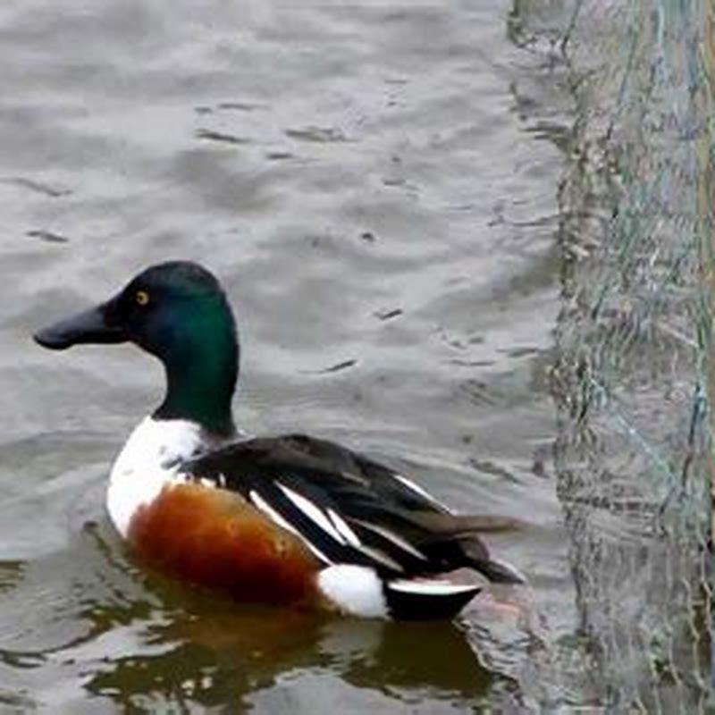 is-a-northern-shoveler-a-duck-diy-seattle