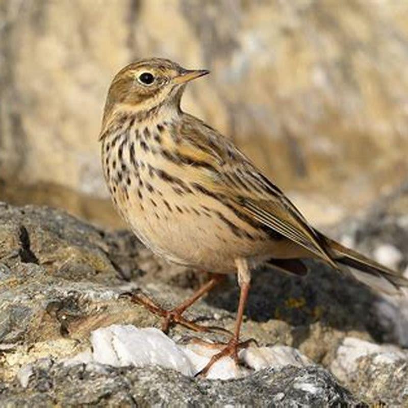 Is a pipit a bird?