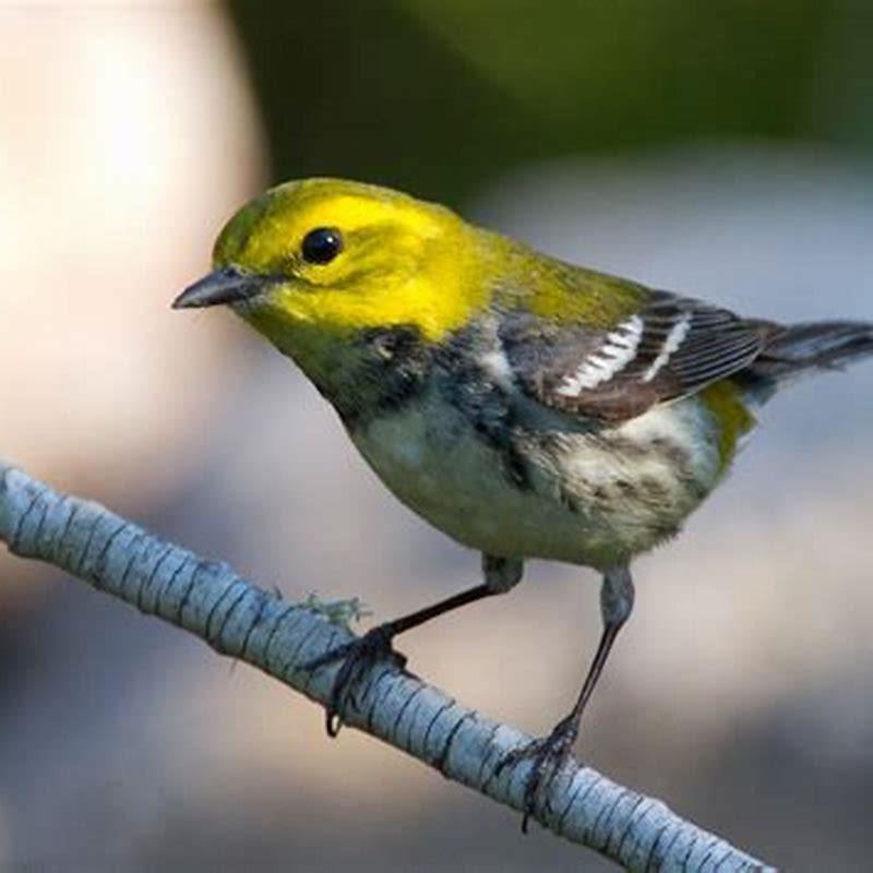Is a Warbler a bird?