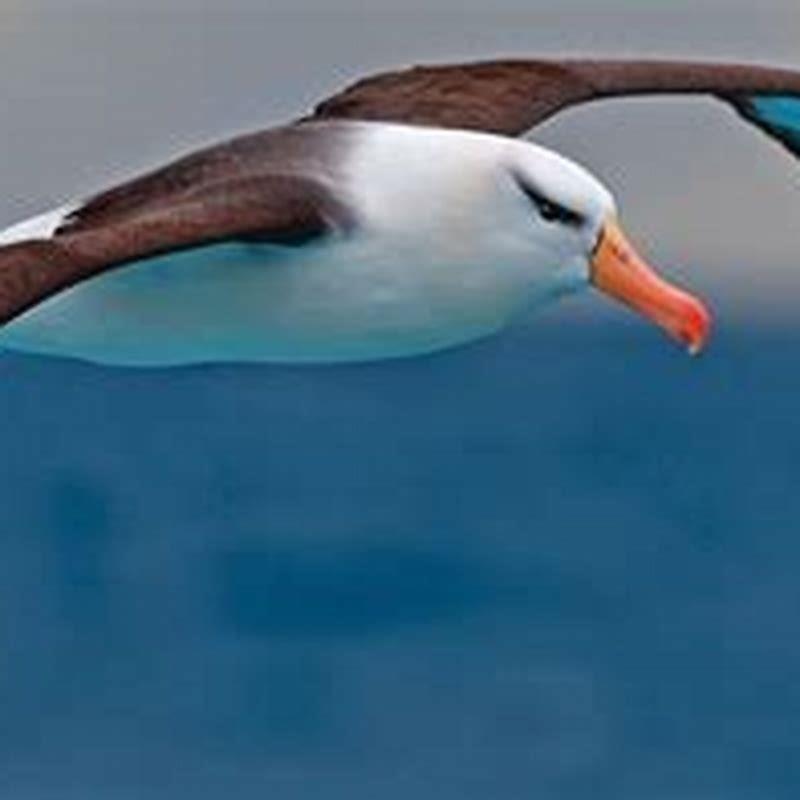 Is albatross found in India?