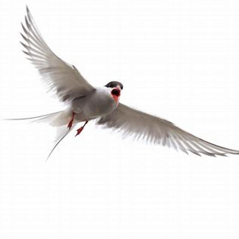 Is an Arctic tern a seagull?
