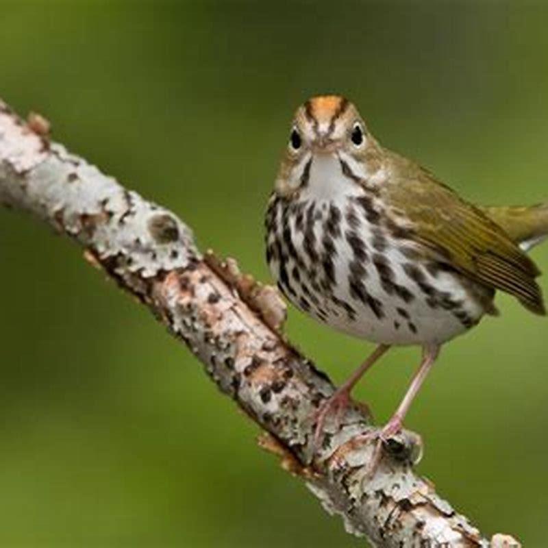 Is an Ovenbird a warbler?