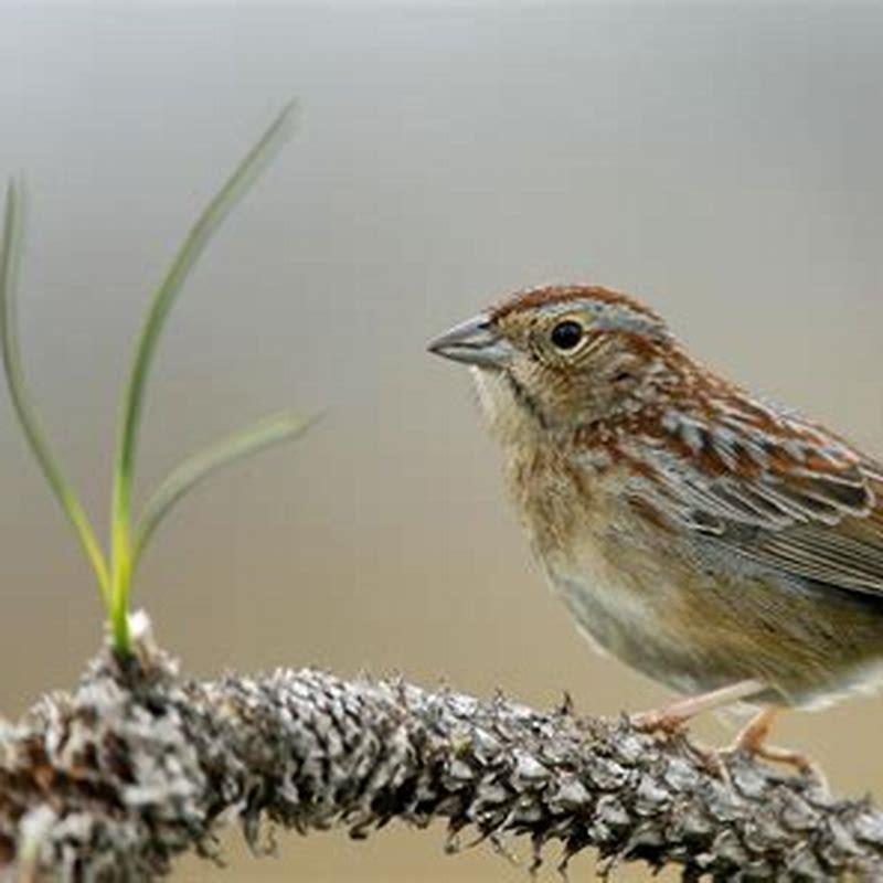 Is Bachman’s sparrow endangered?