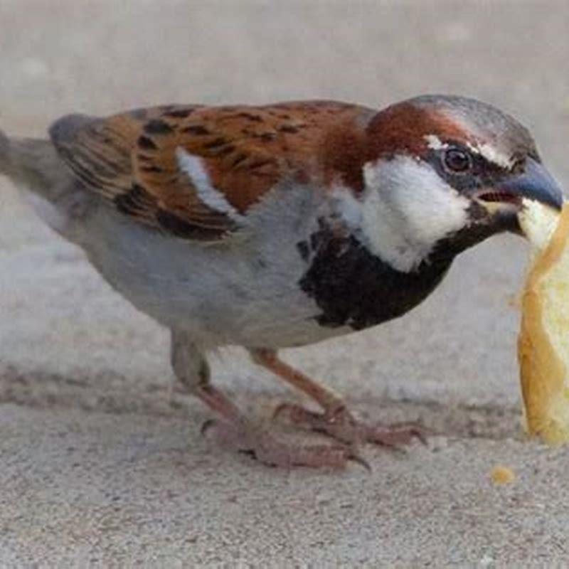 Is bread actually good for birds?