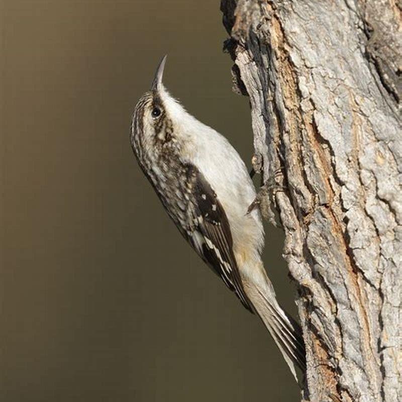 Is brown creeper a wren?