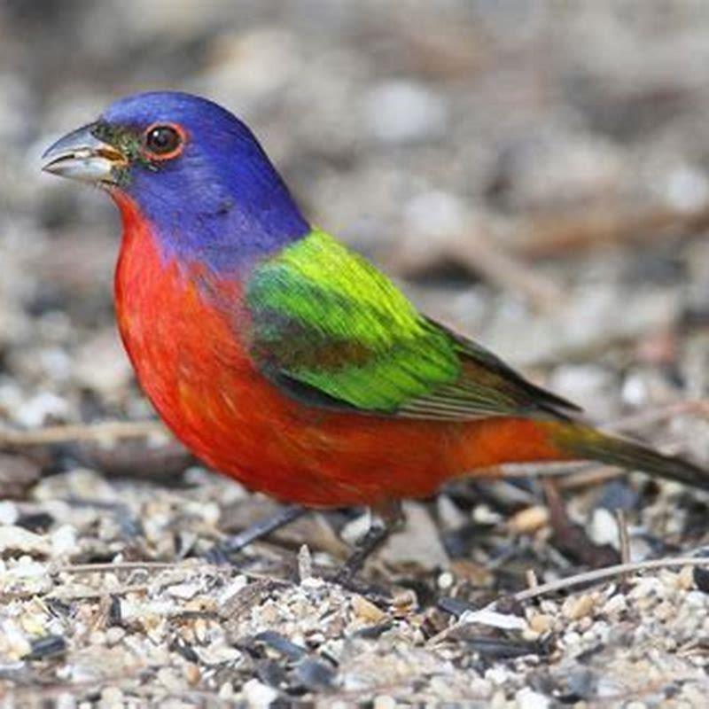 Is bunting a bird?