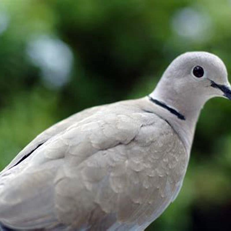 Is Eurasian collared dove rare?