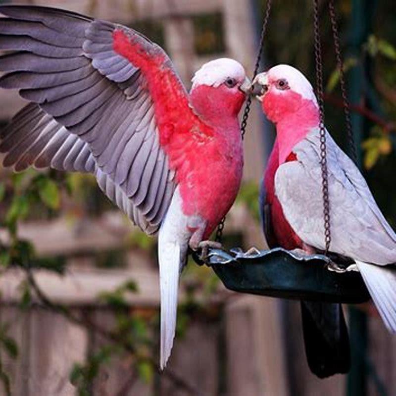Is galah a good pet?