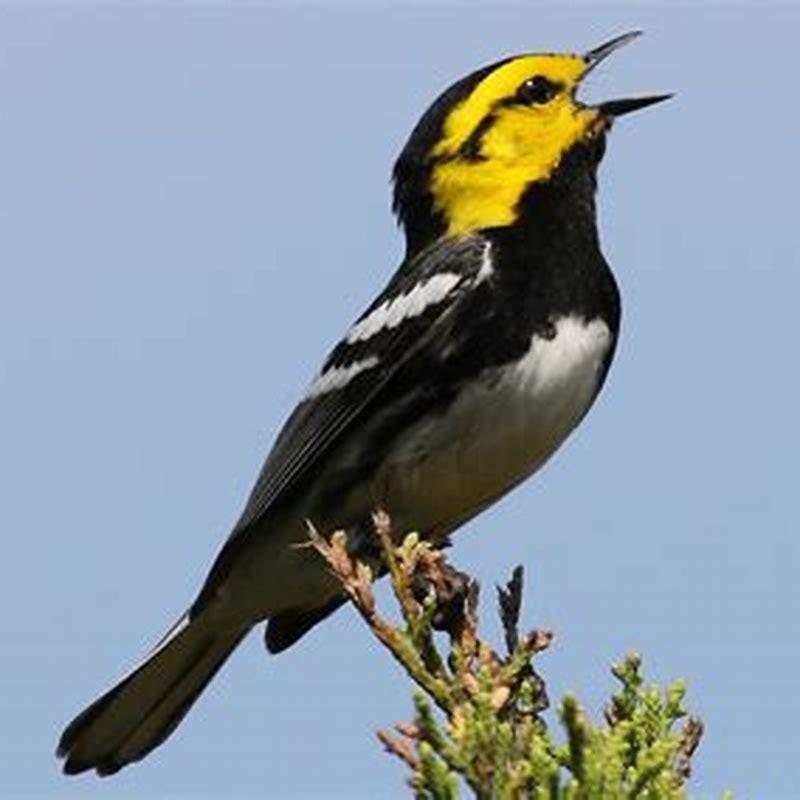 Is Golden-cheeked Warbler endangered?