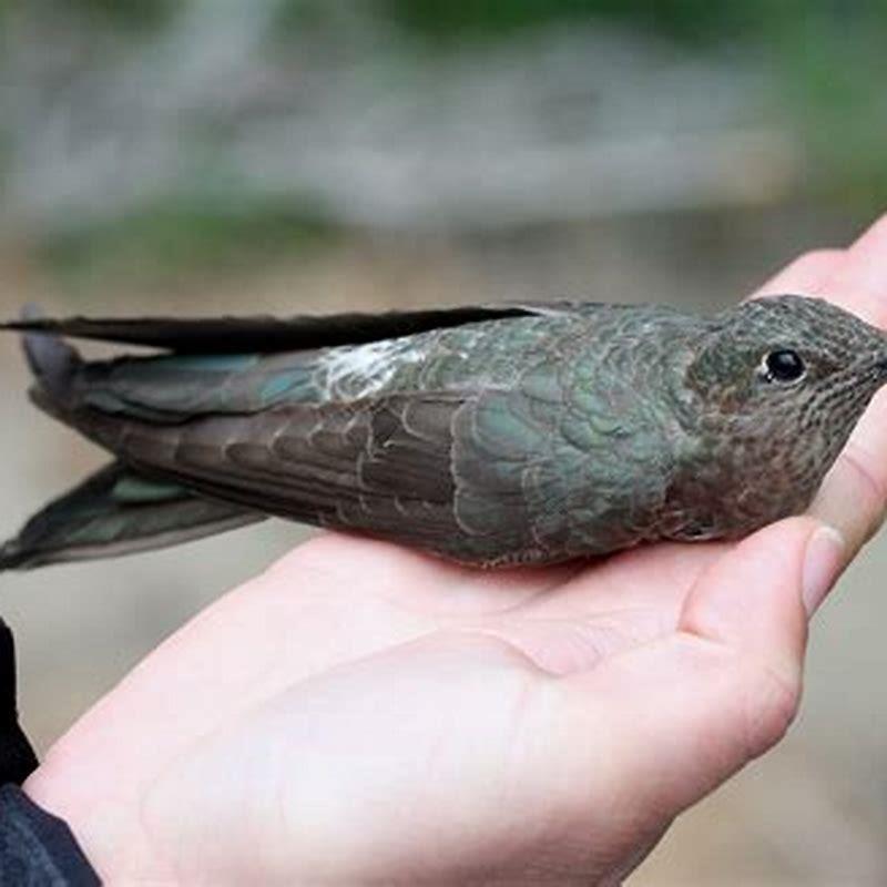 Is hummingbird The largest bird in the world?