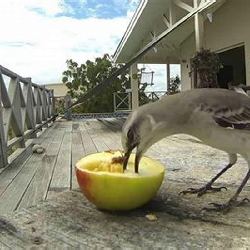 Is it okay to feed birds apples?