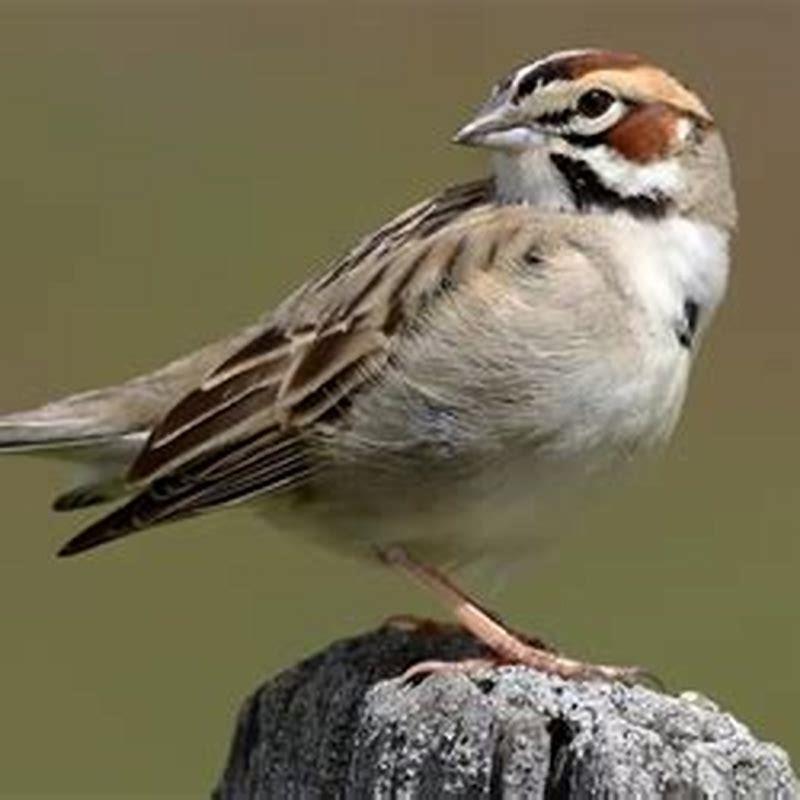 Is Lark same as sparrow?