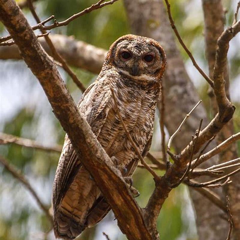 Is mottled wood owl rare?
