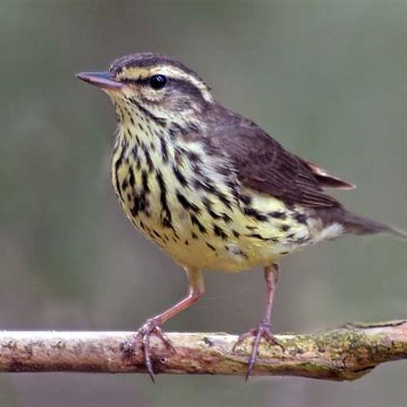 Is Northern Waterthrush a warbler?
