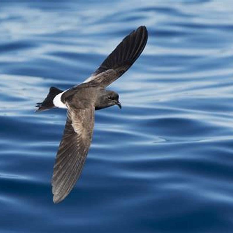 Is Petrel a seabird?