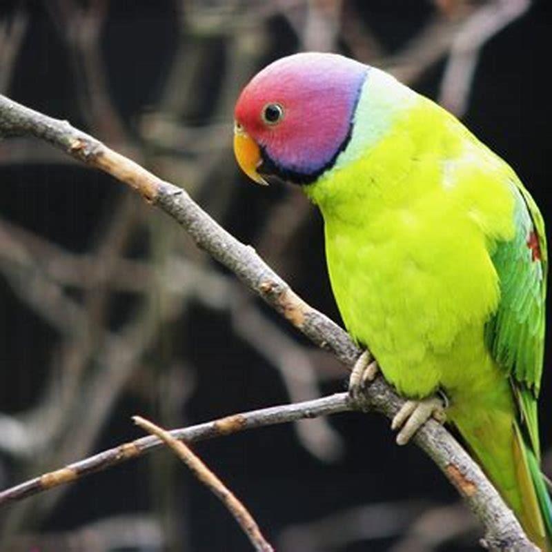Is plum-headed parakeet endangered?