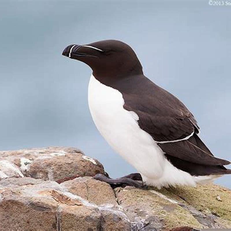 Is razorbill a penguin?