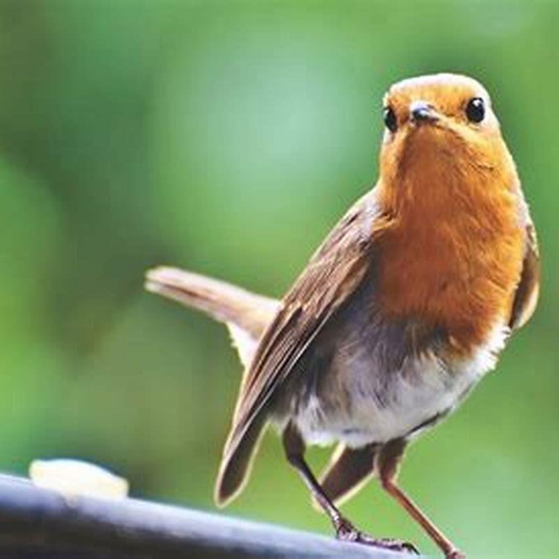 Is seeing red birds good luck?