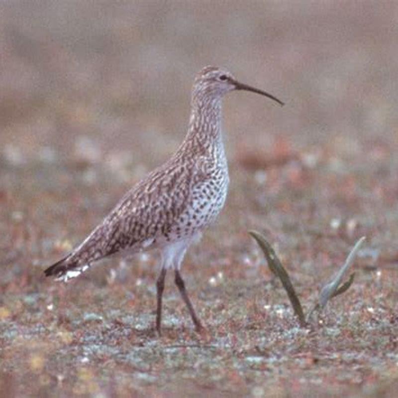 is-slender-billed-curlew-extinct-diy-seattle