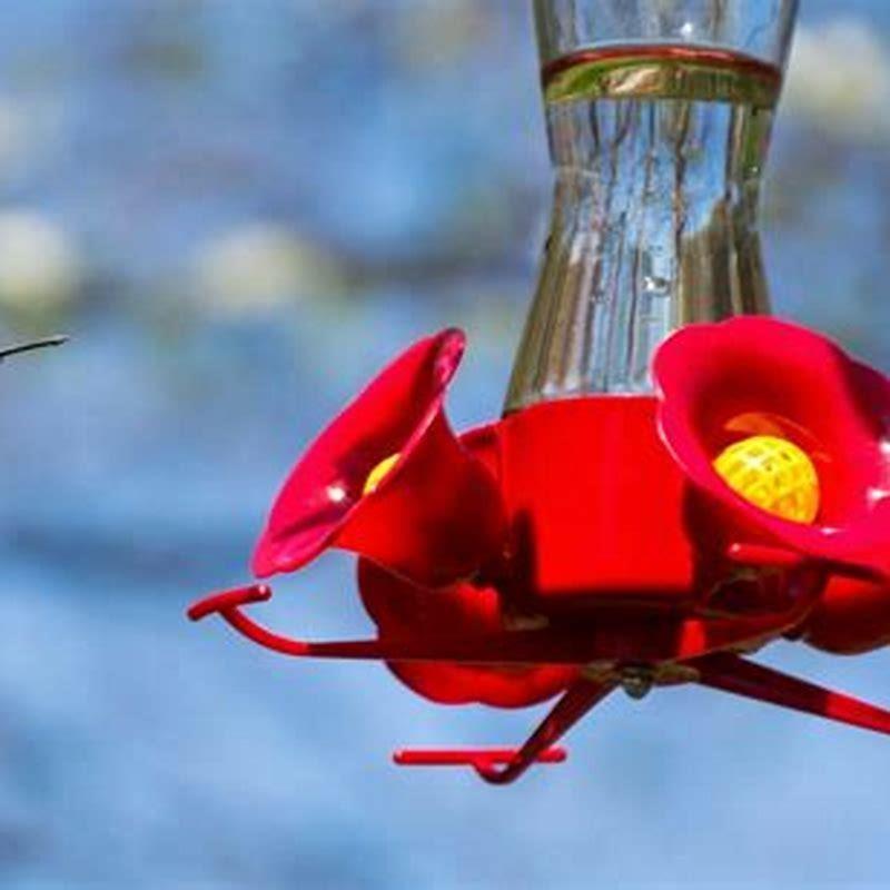 is-sugar-water-good-for-hummingbirds-diy-seattle