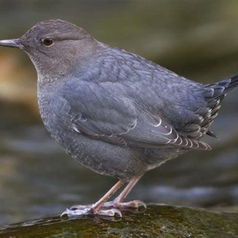 Is the American Dipper rare?