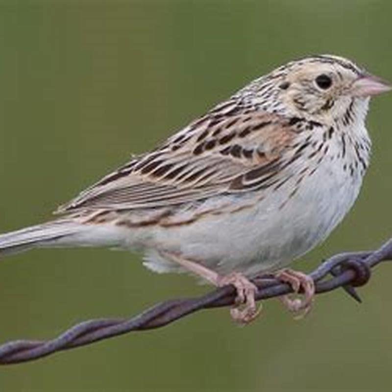 Is the Baird’s sparrow endangered?