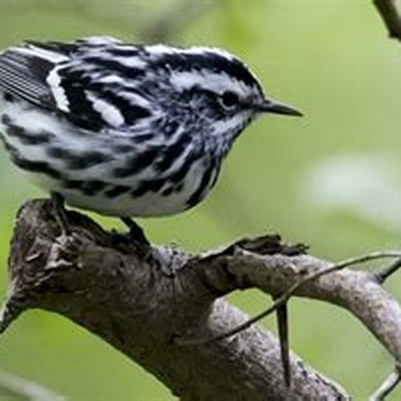 Is the black and white warbler endangered?