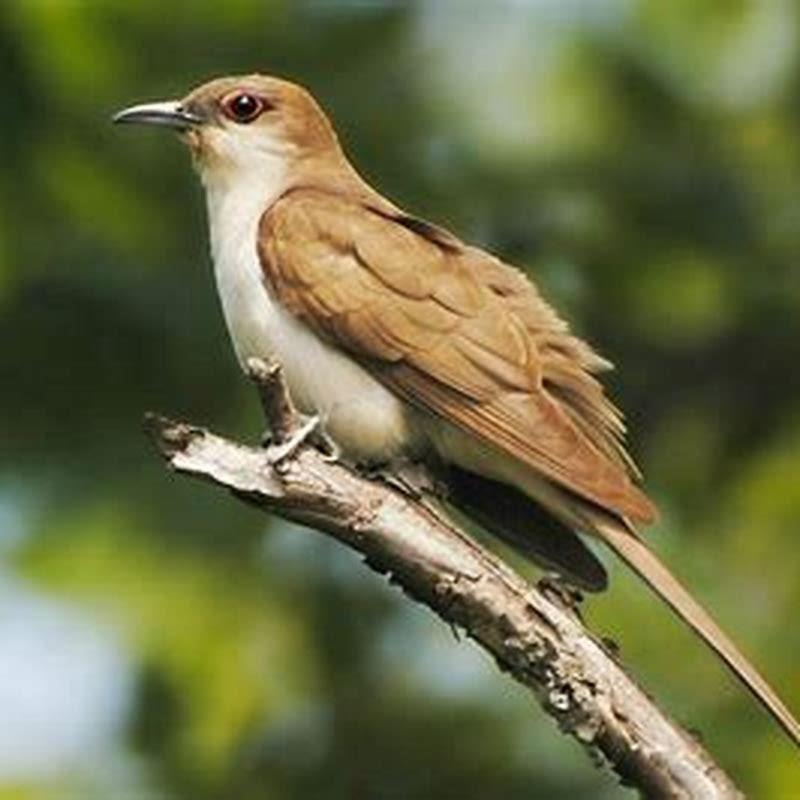Is the Black-billed Cuckoo endangered?